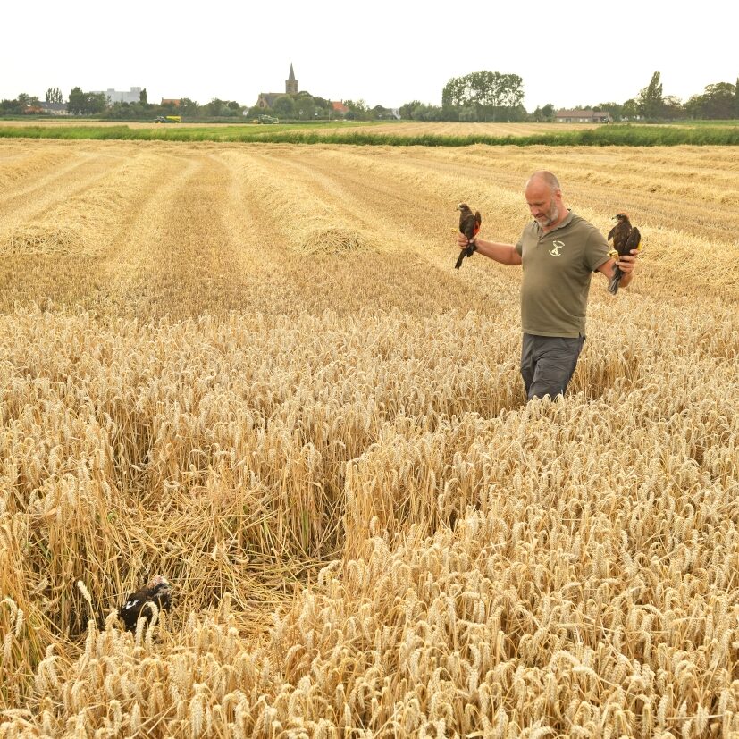 Bruine kiekendief (c) Yves Adams, Vildaphoto